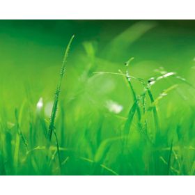 Papel fotomural 8886 verde Komar