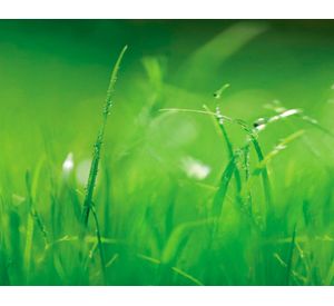 Papel fotomural 8886 verde Komar