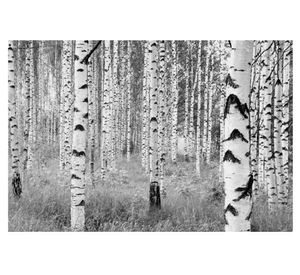 Fotomural Woods B&W 368x248 cm