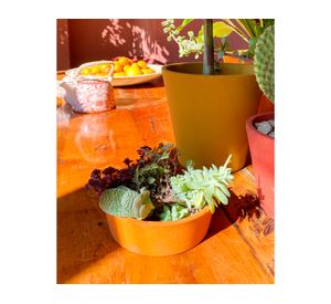 Set 2 maceteros Arena suculenta naranjo 5x16x16 cm
