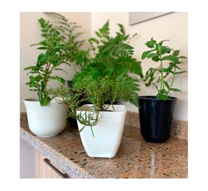 Macetero Biodegradable Bamboo cuadrado blanco 13.3x13.3x12.4 cm