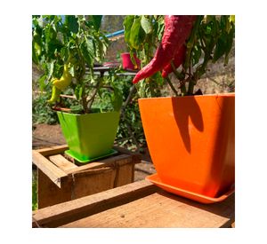 Set 2 maceteros con plato Biodegradable Bamboo cuadrado naranjo