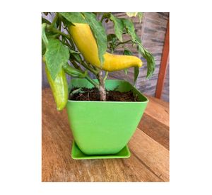 Set 2 maceteros con plato Biodegradable Bamboo cuadrado verde