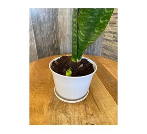 Set 4 maceteros con plato Biodegradable Bamboo curvo blanco