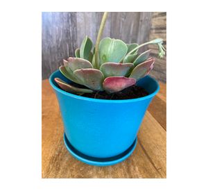 Set 2 maceteros con plato Biodegradable Bamboo curvo turquesa 13x16.5x16.5 cm