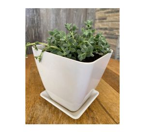 Set 4 maceteros con plato Biodegradable Bamboo cuadrado blanco/naranjo