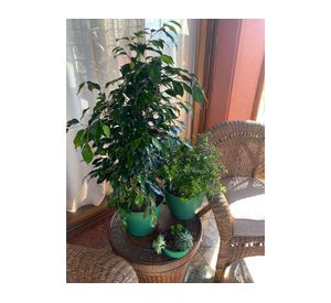 Macetero Bio Bamboo Clásica musgo 2 unidades