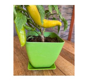 Set 4 maceteros con plato Biodegradable Bamboo cuadrado verde/amarillo