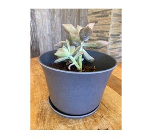 Macetero con plato Biodegradable Bamboo curvo gris 13x16.5x16.5 cm