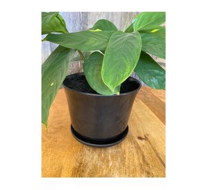 Set 2 maceteros con plato Biodegradable Bamboo curvo negro 13x16.5x16.5 cm