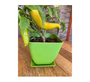 Macetero con plato Biodegradable Bamboo cuadrado verde 12.4x13.3x13.3 cm