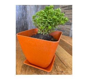 Set 4 maceteros con plato Biodegradable Bamboo cuadrado naranjo