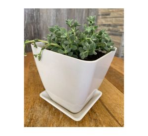 Set 4 maceteros con plato Biodegradable Bamboo cuadrado blanco