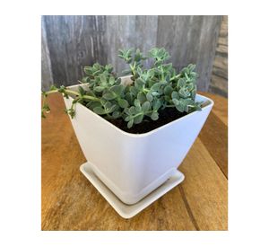 Set 4 maceteros con plato Biodegradable Bamboo cuadrado blanco/verde