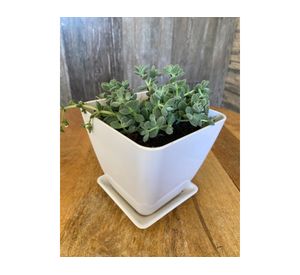 Set 2 maceteros con plato Biodegradable Bamboo cuadrado blanco 12.4x13.3x13.3 cm