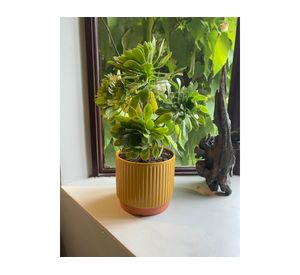 Set macetero enlozado mostaza S+M