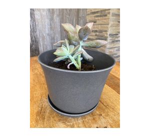 Set 4 maceteros con plato Biodegradable Bamboo curvo gris