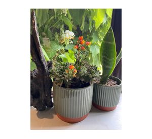 Set 3 maceteros enlozados verde