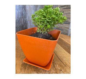 Set 4 maceteros con plato Biodegradable Bamboo cuadrado coral/naranjo