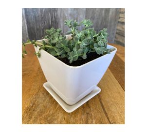 Set 4 maceteros con plato Biodegradable Bamboo cuadrado blanco/amarillo