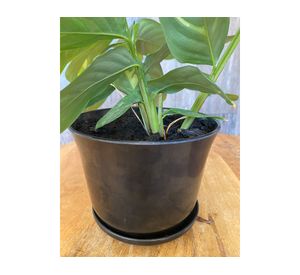 Set 4 maceteros con plato Biodegradable Bamboo curvo negro