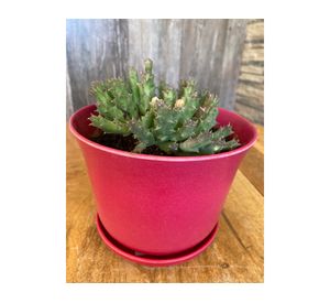 Set 2 maceteros con plato Biodegradable Bamboo curvo rojo 13x16.5x16.5 cm