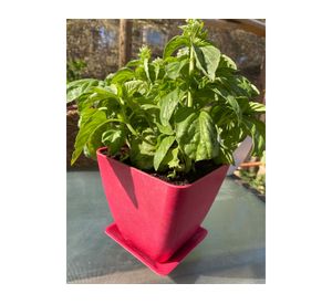 Macetero con plato Biodegradable Bamboo cuadrado rosado 12.4x13.3x13.3 cm