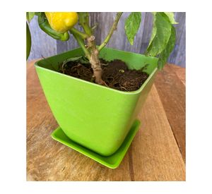 Set 4 maceteros con plato Biodegradable Bamboo cuadrado verde