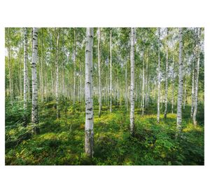 Fotomural Bosque Komar