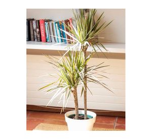 Macetero Bio 25 cm Clásico blanco