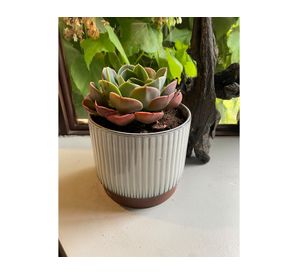 Macetero enlozado blanco 17x15x15 cm