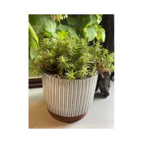 Macetero enlozado blanco 14x12x12 cm