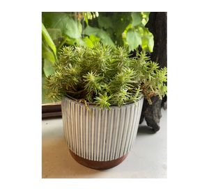 Macetero enlozado blanco 14x12x12 cm