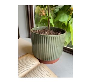 Macetero 20x18 cm Enlozado oliva Decogreen