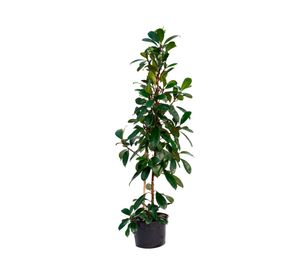 Planta natural Ficus Cyathistipula Xl MCI 29 cm