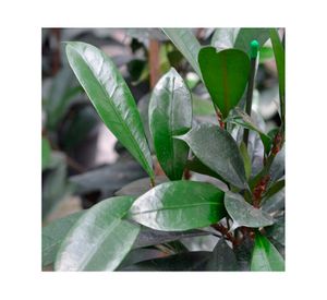 Planta natural Ficus Cyathistipula Xl MCI 29 cm