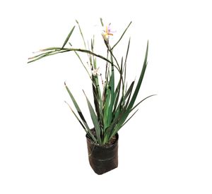 Planta natural Dietes grandiflora 25x20 cm