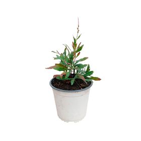 Planta natural Gaura blanca 15x10 cm