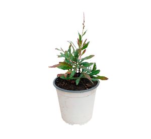 Planta natural Gaura blanca 15x10 cm