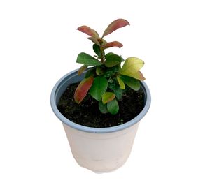 Planta natural Jazmín Hélice S trepadora 15x10 cm