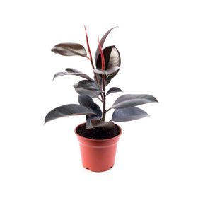 Planta natural Gomero Burgundy 80x17 cm