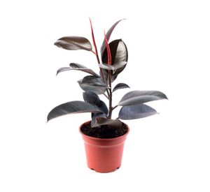 Planta natural Gomero Burgundy 80x17 cm