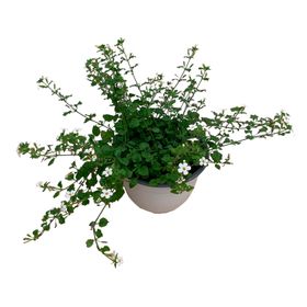 Planta natural Bacopa Blanca 15x20 cm
