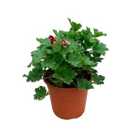 Planta natural Pelargonio rosado 15x20 cm