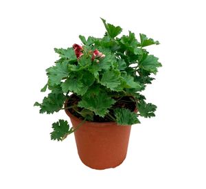 Planta natural Pelargonio rosado 15x20 cm