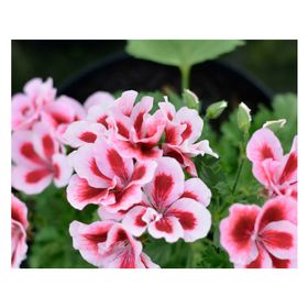 Planta natural Pelargonio rosado 15x20 cm