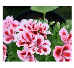 Planta natural Pelargonio rosado 15x20 cm