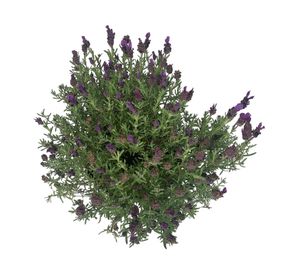 Planta natural Lavanda Stoecha 20x21 cm