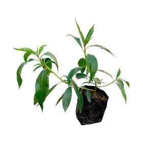 Planta natural Mioporo 20x10 cm