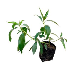 Planta natural Mioporo 20x10 cm